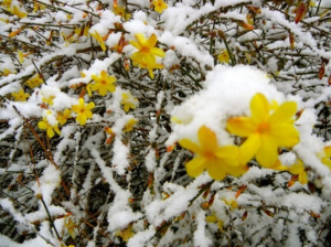 Winter jasmine: Elegant Chinese flower welcomes the coming of