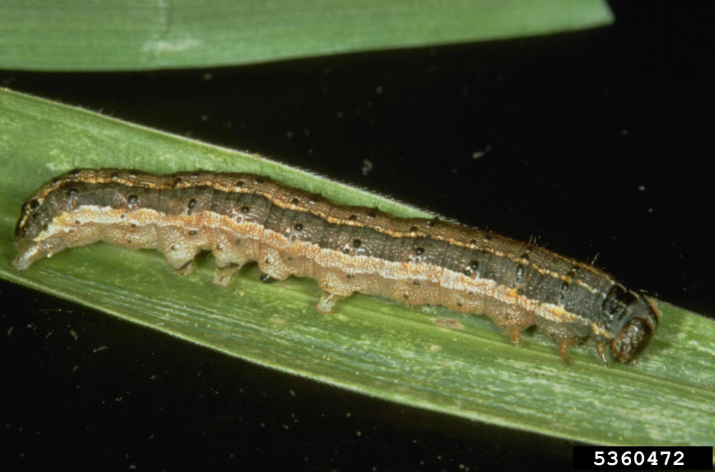 An army worm on a green leaf