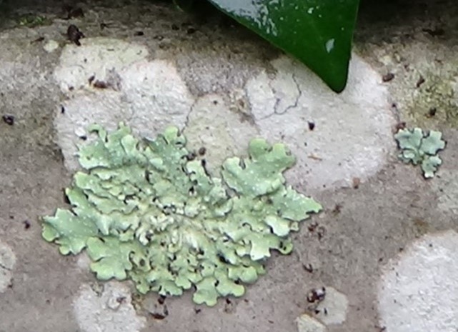 green lichen growing on a plastic storage box.