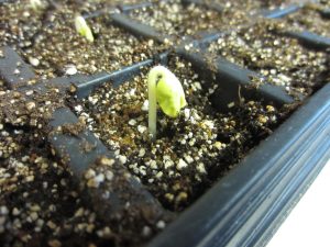 a small plant shoot emerging from soil.