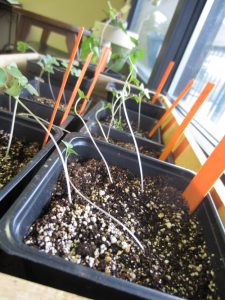 small cabbage sprouts