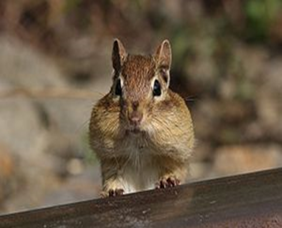 Hibernation is one strategy for coping with winter | UGA Extension ...