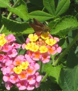 Lantana in bloom with a butterfly on the flower.