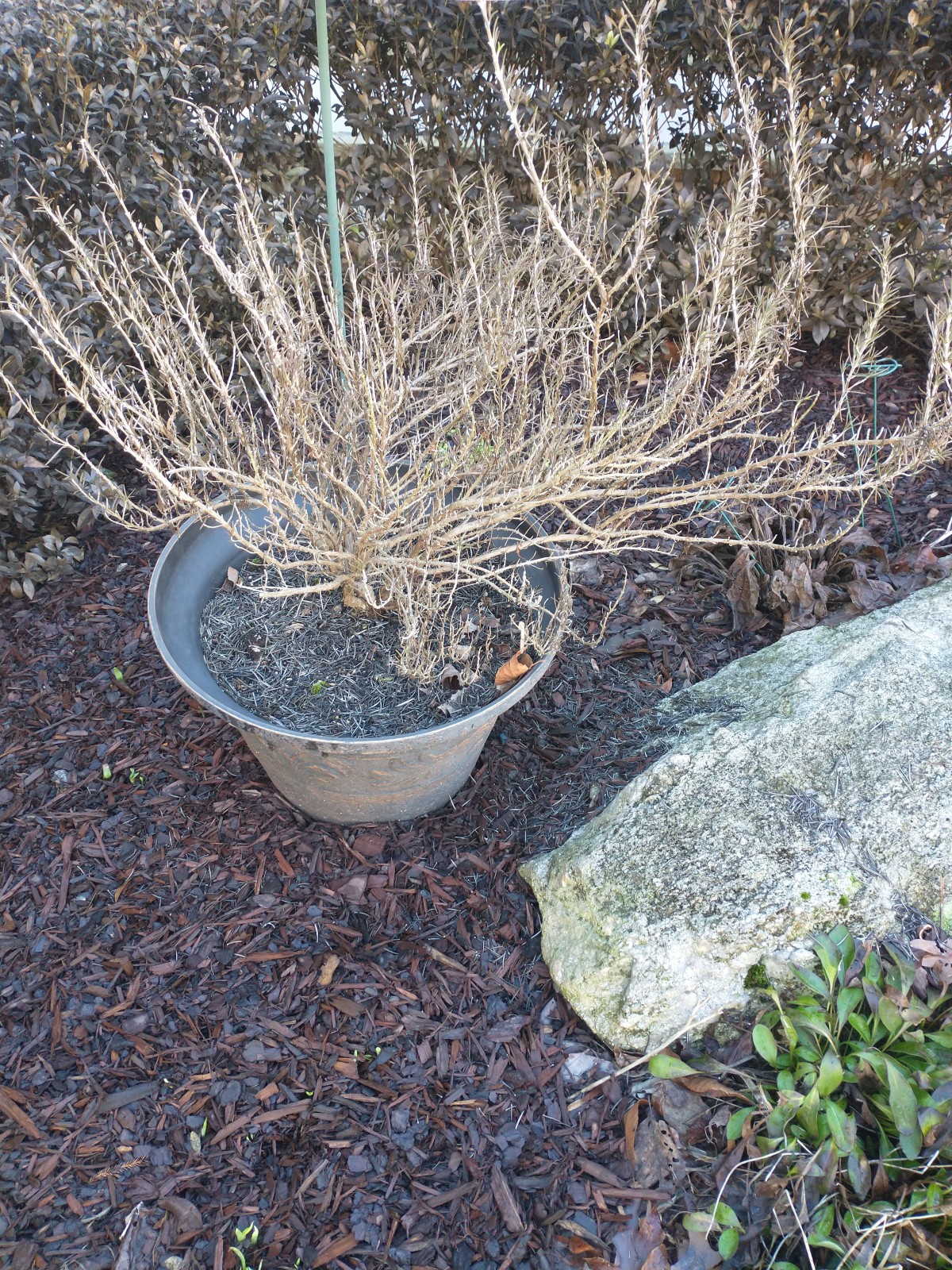 How winter cold affects crops and landscape plants UGA