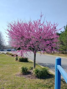 An eastern redbud tree in full bloom with pink flowers