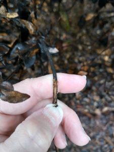 A stem of a gardenia which has been scraped to show more brown stem beneath. This indicates it is dead.