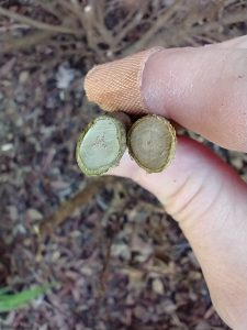 Two gardenia stems of similar size. The left has healthy, moist wood with a green rim. The other has darkened wood and no green tissue.