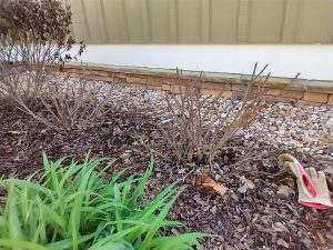 A gardenia bush severely pruned back after a late season freeze.