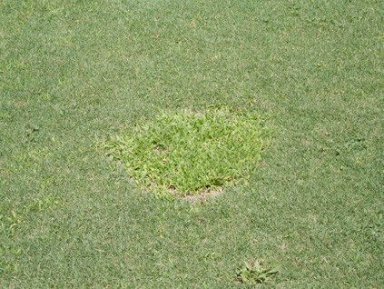 Weeds growing in former spring dead spot. 