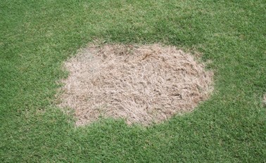 Large circle of brown dead grass surrounded by healthy grass.