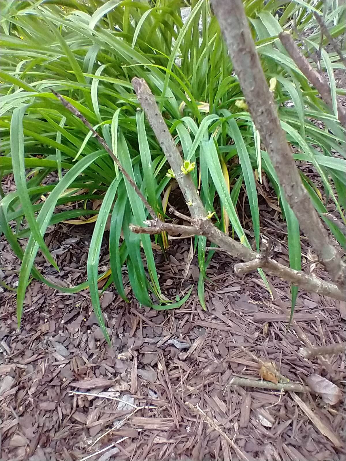 Broadleaf shrub showing healthy green leaves