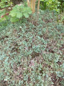 A close up image of juniper with evidence of thinning due to shade.