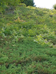 A hill of juniper with weeds and saplings.