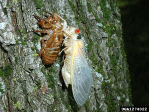 A bright white cicada with no external shell next to a brown vacant cicada shell