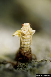a white insect with large bulging eyes emerging from the ground.