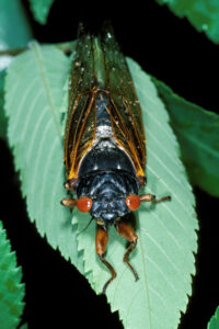 a periodical cicada sitting on a green leaf.