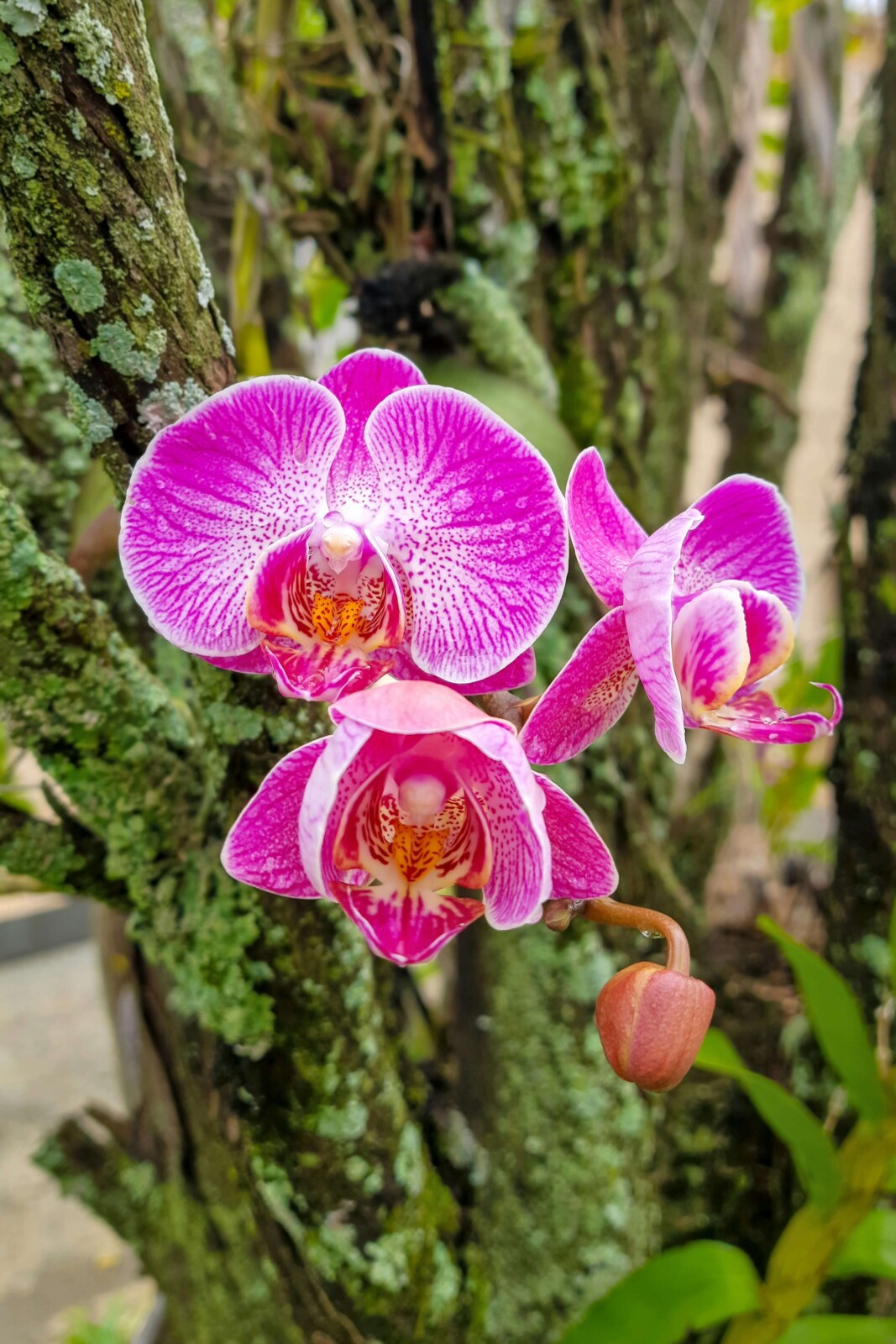 Brilliant pink orchids blooming from the bark of a tree.