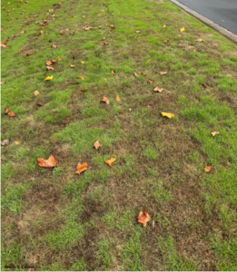 Zoysia lawn with areas of brown drought damage.