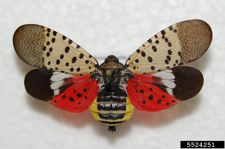 A brightly colored lanternfly with wings spread