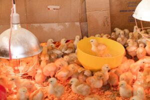 Many baby chicks under the red glow of a heat lamp