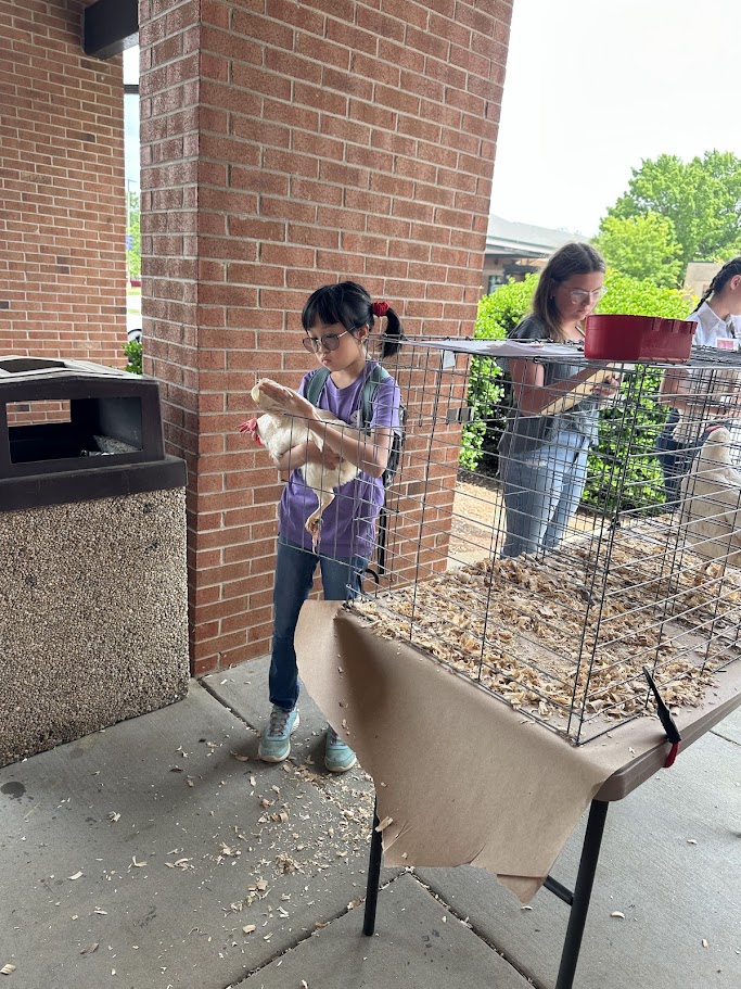 A 4th grade Asian girl holds a live chicken.
