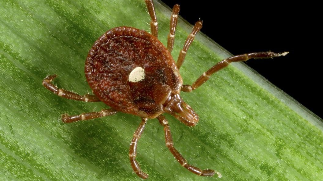 An extreme closeup of a red tick with a white mark on its back. The fat tick is sitting on a long thin green leaf