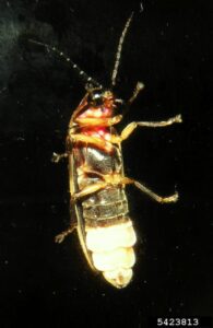 A closeup view of the underbelly of a firefly, with its tail illuminated