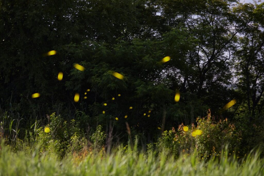 an early evening photo near a tall tree line showing many firefly tail lights on display