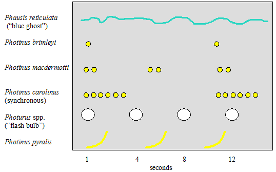 A drawing which shows the normal flash pattern of different types of fireflyies