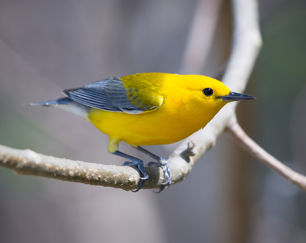 a cute yellow bird sitting on a branch