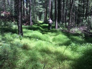 A man in a forest, the forest floor is covered in Japanese stiltgrass growth.