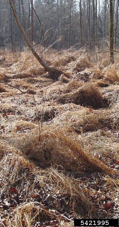 Dry and brittle ground growth with bare trees in the background
