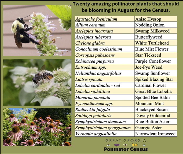 Pictures of two insects dining on blooms, next to a table with the scientific name as well as the common name for popular pollinator plants