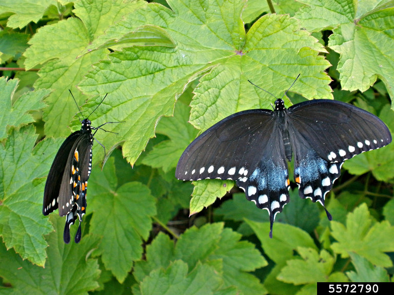 Vibrant yellow-green leaves with two butterflies perched upon them