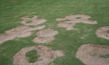 A green lawn with many large, brown, dead circles of grass