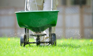 A broadcast spreader being used on a lawn. Seeds are spraying from the spreader.