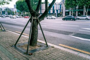 A mature tree growing in a sidewalk, next to a 6 lane road. the tree is anchored on all sides to help it grow.