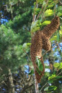 A sapling-type of tree covered in resting honey bees