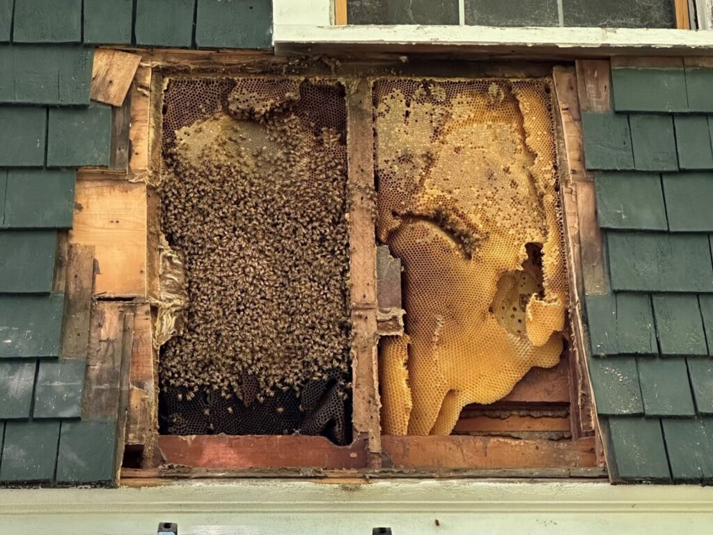 The shaker siding has been removed from an area of an older home revealing a giant honeycomb and lots and lots of bees.
