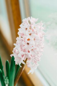 A very light pink hyacynth flower growing at an inside window