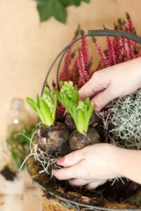 A wire basket with three sprouting bulbs and other decorative plants