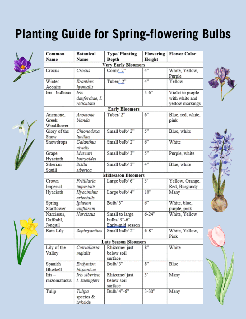 A table with specific details for how to plant specific spring bulbs