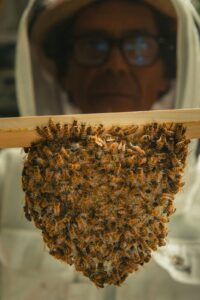 A man in a bee suit in the background with a modest sized inverted cone of bees in the foreground