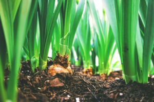 Rich, dark brown soil with lots of healthy strong green sprouts coming from barely exposed bulbs
