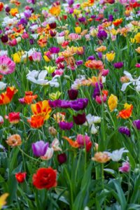 A field of colorful tulip blooms