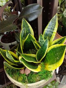 A house plant in a gray planters, with moss at the base. Large leaves grow vertically from the base, dark green in the center with yellow-green lining the edges