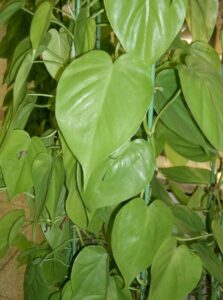 Large vibrant-green heart shaped leaves of a houseplant