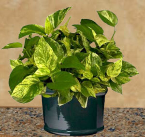 A houseplant in a black container. The leaves are variegated yellow and green