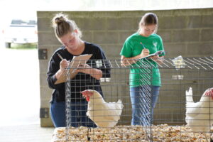 Two young girls holding clipboards, examining white chickens