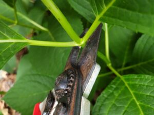 Pruners poised to take a stem cutting from a plant